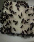 Kasiat Semut Jepang