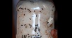 Khasiat Semut Jepang